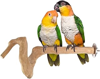 Mini support à oiseaux en bois java pour petits perroquets et calopsittes