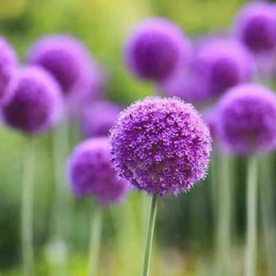 1 sac de graines d'oignons verts violets, grande demande en eau, graines