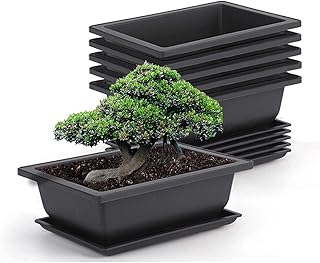 Paquet de 6 pots de bonsaï delfino de 9 pouces, pot de culture