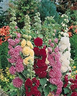 Graines de fleurs de rose trémière