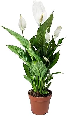 Plantes d'intérieur fraîches lis de la paix spathiphyllum