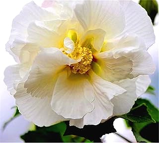 Graines d'hibiscus à planter maintenant pour des fleurs vivaces de sachets