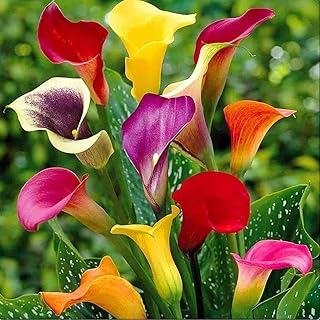 3 ampoules de lys calla de couleurs mélangées adaptées à la plantation intérieure