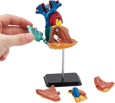 Modèle de cœur d'anatomie humaine | puzzle 3d en forme humain parfait