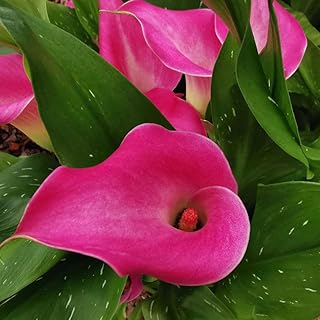 3pcs bulbes de lys calla rose foncé en pot fleurs d'héritage cultivez vos