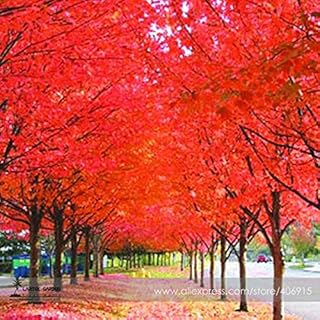 Nouvelles graines d'érable rouge japonais, pack professionnel, plus de 20 graines