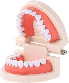 Modèle d'éducation dentaire pour enfants adultes, outil d'affichage standard parodontal de gomme