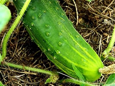 Marketmore concombre early long green heirloom heritage cuke 10 graines biologiques certifié producteur