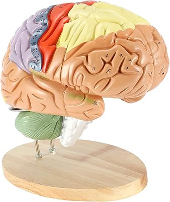 Modèle d'anatomie du cerveau humain fbite grossissement réel 2x peut être divisé