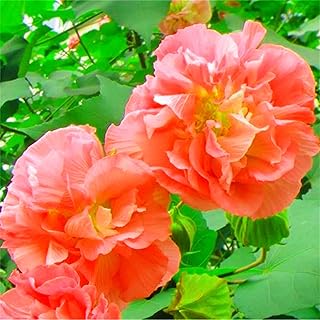 Graines d'hibiscus à planter maintenant vivaces de fleurs en vrac 1000