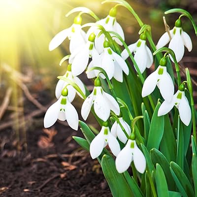 Graines de perce-neige 100/200 pièces pour la plantation de graines de fleurs vivaces