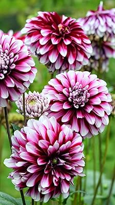 Graines de fleurs exotiques rares, graines de fleurs parfumées, graines de dahlia faciles