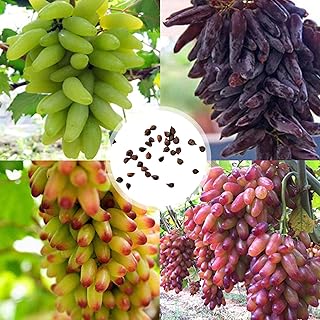 Graines de fruits frais avec 100 pièces/sac de graines de raisin de géorgie