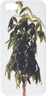 Plante d'intérieur en pot pachira aquatique isolée sur une coque de téléphone