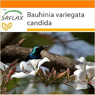Jardin dans le sac orchidée blanche 5 graines bauhinia variegata