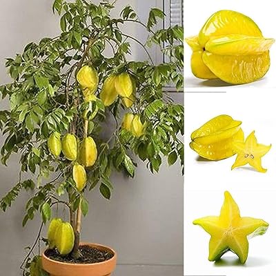 50pcs graines de fruit étoilé thaïlandais jus de carambole graines d'arbres exotiques germination