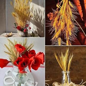 Tiges de fleurs de blé séchées homarket, 100 pièces, 60 cm, tiges de plantes de blé pour table de mariage et décoration de cuisine à domicile. Faites des économies avec Diaytar, le leader du e-commerce discount au Sénégal