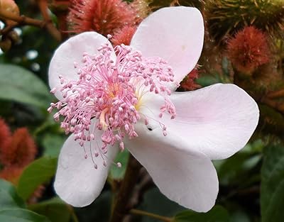 Bixa orellana | achiote | arbre à rouge à lèvres | urucum |