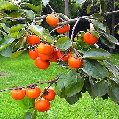 30 graines de kaki que tout le monde aime sans grande. Diaytar Sénégal : La marketplace qui pense à votre porte-monnaie