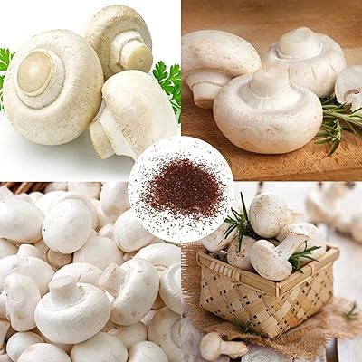 200 pièces de délicieuses plantes de champignons pour jardin et terrasse couleur blanche