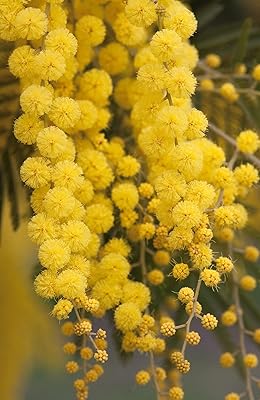 Graines de mimosa doré à planter - 30 graines - acacia beliana
