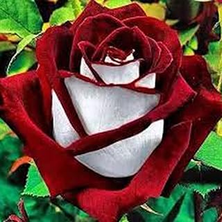 Un petit sac de graines de rose 100 pièces graines de fleurs rares