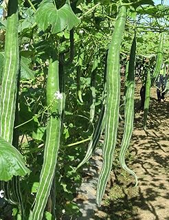 100 graines de doigts pour femmes, graines de légumes pour la cuisine, le jardin,