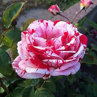 100pcs graines de fleurs grimpantes rares pour jardin maison balcon patio plantes à