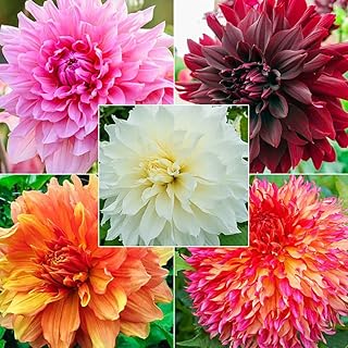 2 pièces mélange de bulbes de dahlia superbes fleurs vivaces pour la plantation