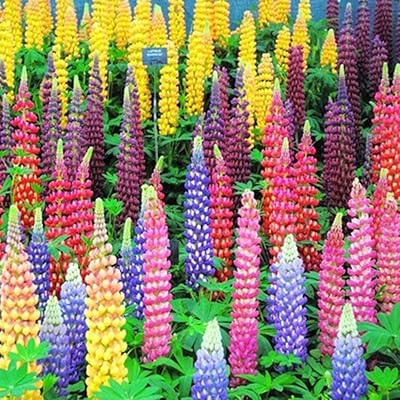 100 morceaux de graines de lupin russell de couleurs mélangées, taux de germination