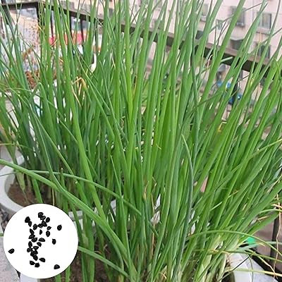 Graines de ciboulette naturelles à haut rendement pour la plantation de légumes