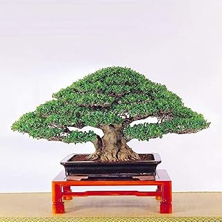 50 pièces sac de graines de banyan fraîches et faciles à planter gros
