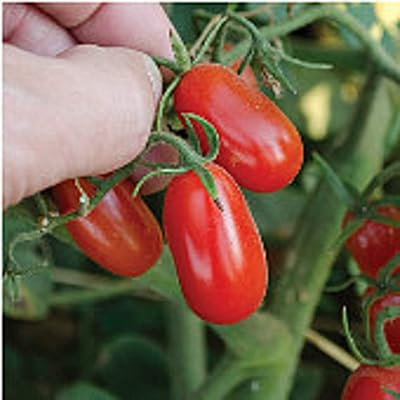 Graines de tomates raisins rouges (plus de 20 graines) | sans ogm |
