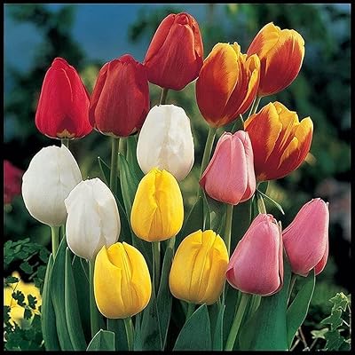 10 pcs bulbes de tulipes dans un mélange de petits objets faites une vente