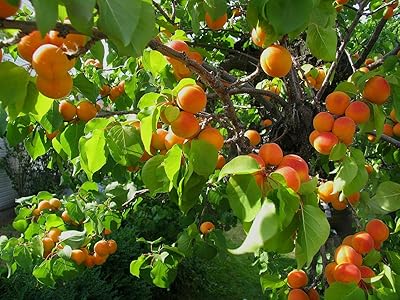 Arbre fruitier abricot fleuri 7 graines. Vos marques préférées à prix réduits sur Diaytar