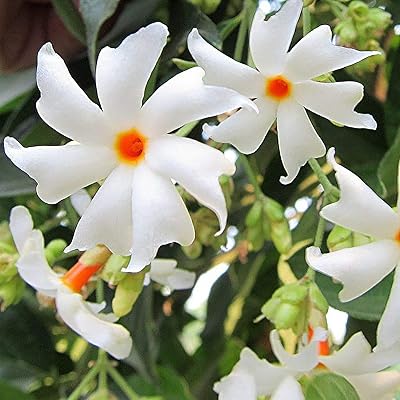 Graines de jasmin 20 pièces graines de fleurs pour la plantation blanc