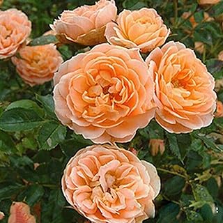 100 pièces/sac de graines de roses grimpantes pour la plantation, cultures de couleurs