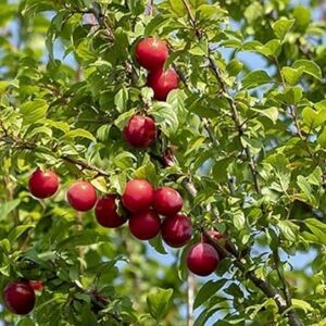 5 graines de prunier, arbre à feuilles caduques vivaces, fruits rouge vif, ajoutez de la couleur à votre jardin, facile à planter, profitez de la joie de la récolte. Diaytar : Où vos envies rencontrent votre budget