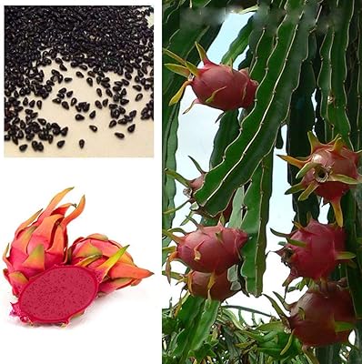 50pcs graines de fruits de dragon nain rouge, graines de plantes de cactus