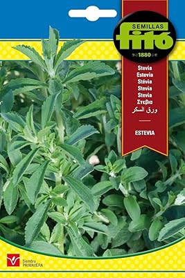 Graines de stévia phyto de haute qualité de semillas