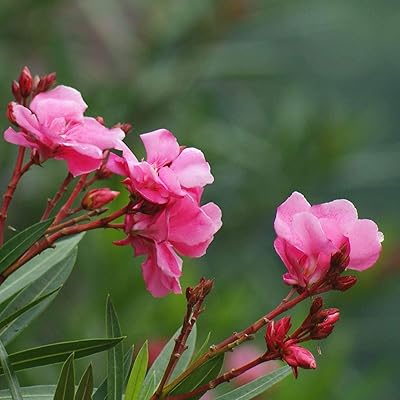 Pinon semi di oleandro 50 pesi bursa oleandro nerium non ogm naturale