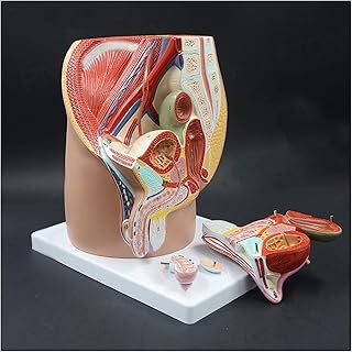 Modèle du système reproducteur sagittal - modèle d'anatomie d'organe humain modèle génital