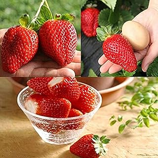 1 sac de petites graines de fraises, haute production, saveur sucrée, graines