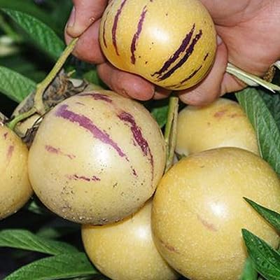 Graines de fruits frais avec 100 pièces de graines de pépino sucrées, fruits