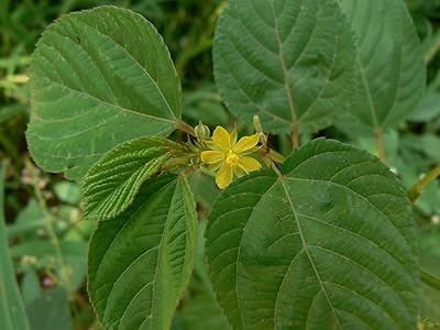 Corchorus olitorius, nalta jute, pour cuisine orientale, 20, bio hu-öko-01