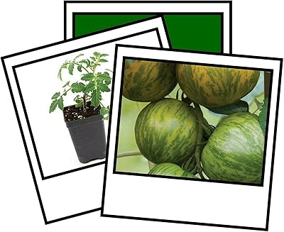 100 graines de tomate zébrée verte hierloom