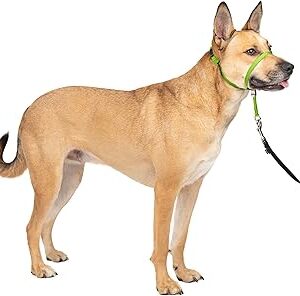 Bandeau petsafe gentle leader avec dvd de formation, moyen 25-60 lbs., vert pomme. Révolutionnez votre façon d'acheter avec Diaytar