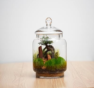 Terrarium de fleurs forestry life en biobottle autosuffisant sans entretien microphylles