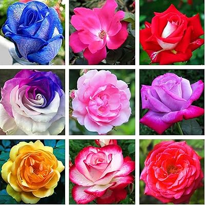 Graines de fleurs pour la plantation de 100 pièces sac graines naturelles fraîches