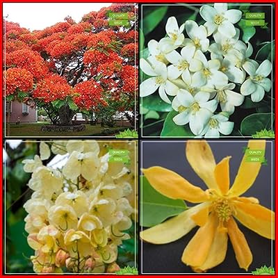 Graines d'arbres combinées de graines de jardin : gulmohar, murrayya exotica, champak, graines de pommier en fleurs, pack de jardin potager. Diaytar Sénégal : Simplicité, rapidité, économie